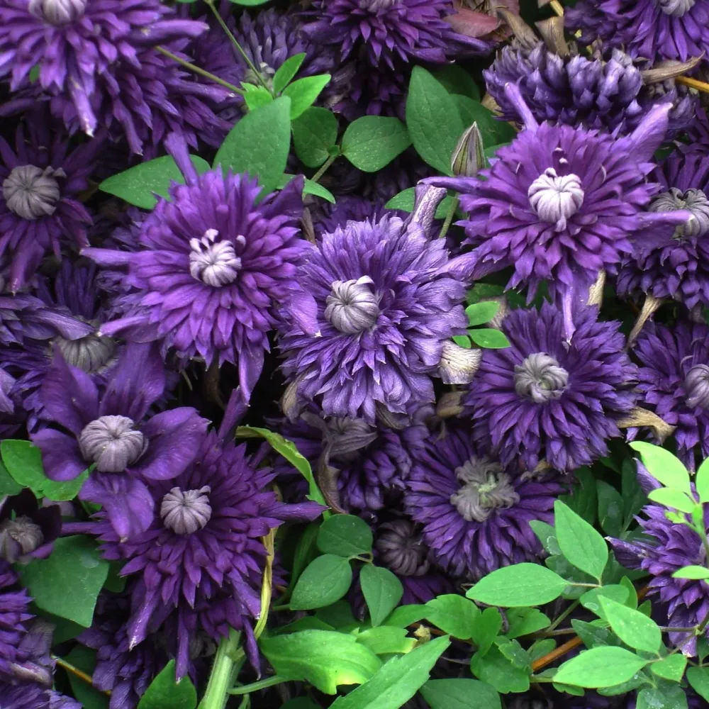 Clematite premiate cu flori spectaculoase - Clematis Kokonoe