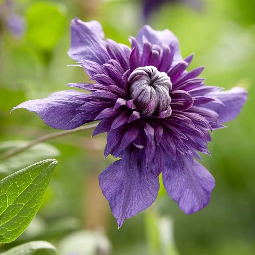 Clematite premiate cu flori spectaculoase - Clematis Kokonoe