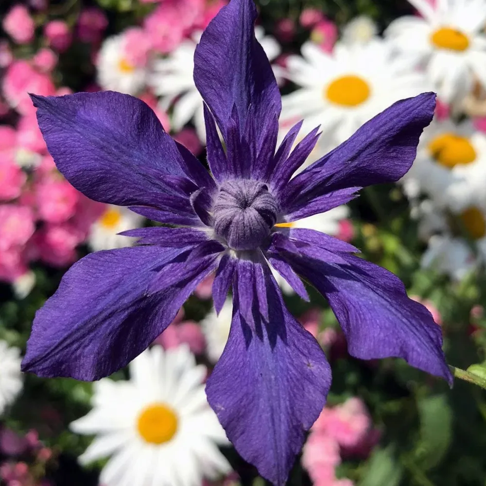 Clematite premiate cu flori spectaculoase - Clematis Kokonoe