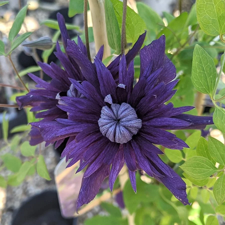Clematite premiate cu flori spectaculoase - Clematis Kokonoe