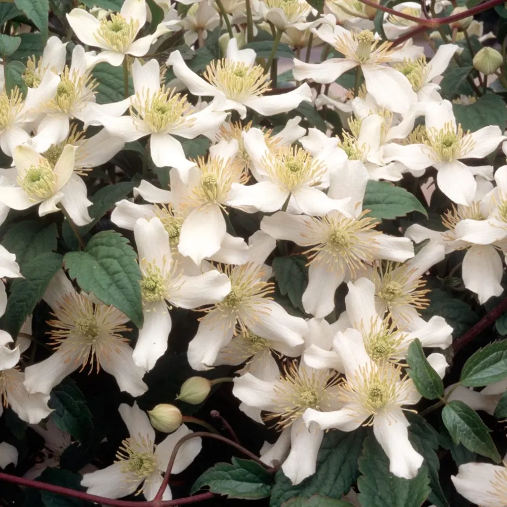 Clematite de primavara - Clematis montana 'Wilsonii' - flori puternic parfumate!