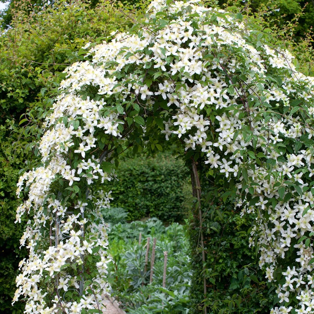 Clematite de primavara - Clematis montana 'Wilsonii' - flori puternic parfumate!