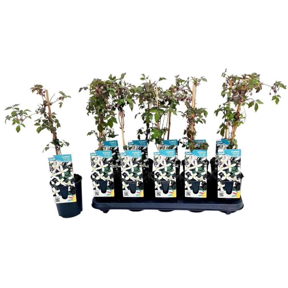 Clematite de primavara - Clematis montana 'Wilsonii' - flori puternic parfumate!