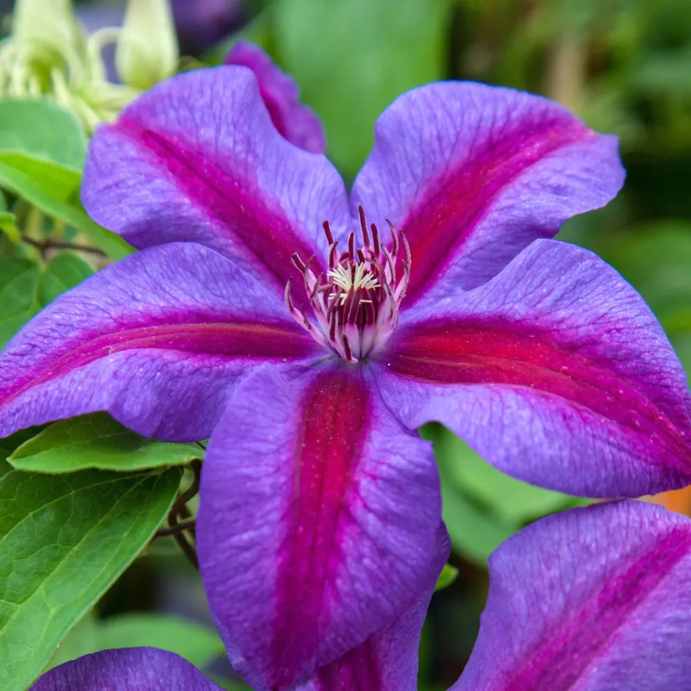 Clematite spectaculoase - Clematis 'Mrs. Norman Thompson' (Early Large-flowered Group)