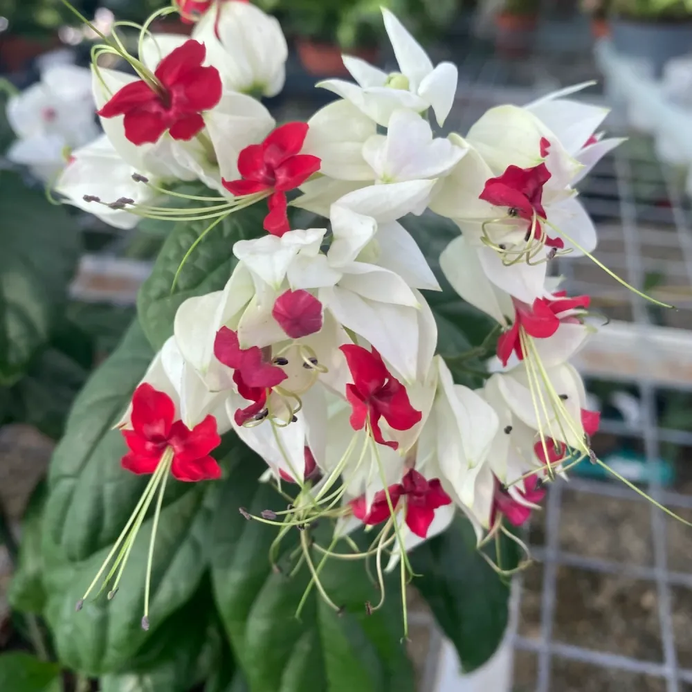 Clerodendrum Thomsoniae (Sangerarea Inimii) 2-3 plante/ghiveci