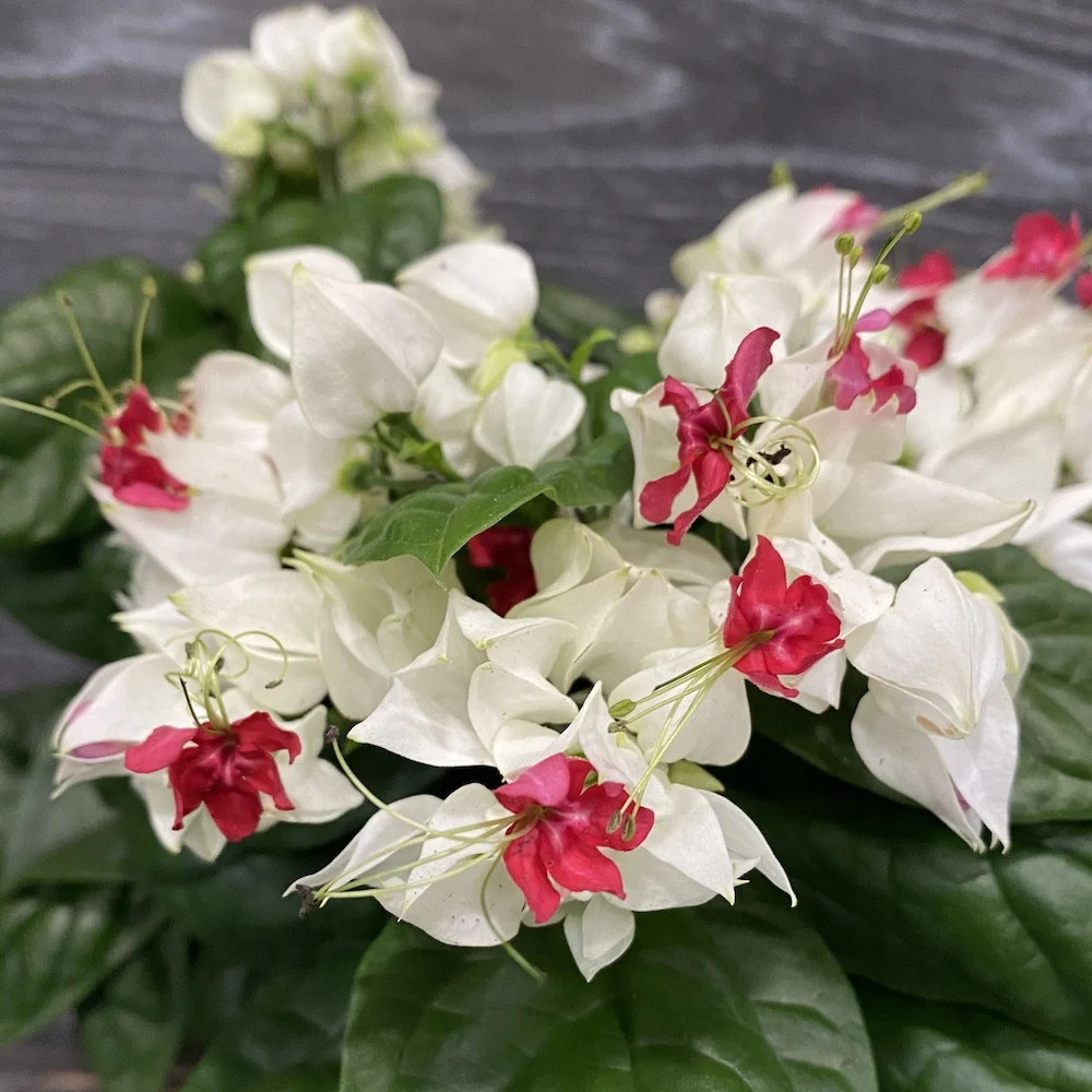 Clerodendrum Thomsoniae (Sangerarea Inimii) 2-3 plante/ghiveci
