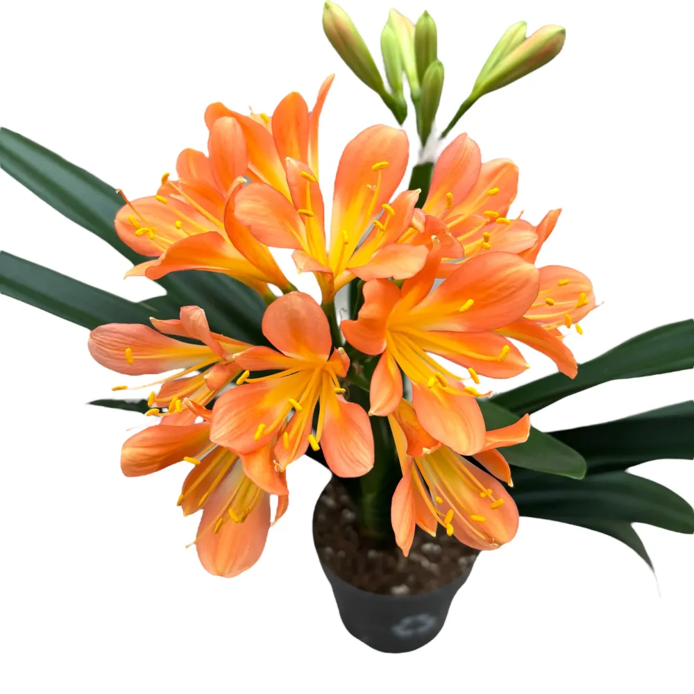 Clivia miniata 'White Lips'