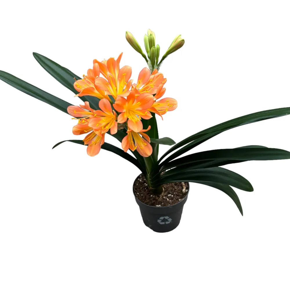 Clivia miniata 'White Lips'