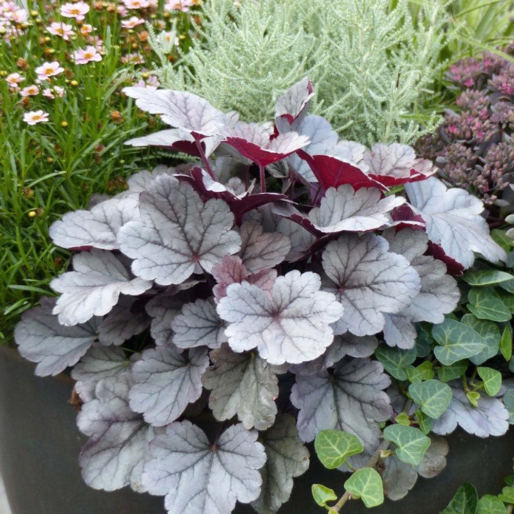 Clopotel purpuriu argintiu- roscat (Heuchera) Silver Gumdrop, acoperitor de sol