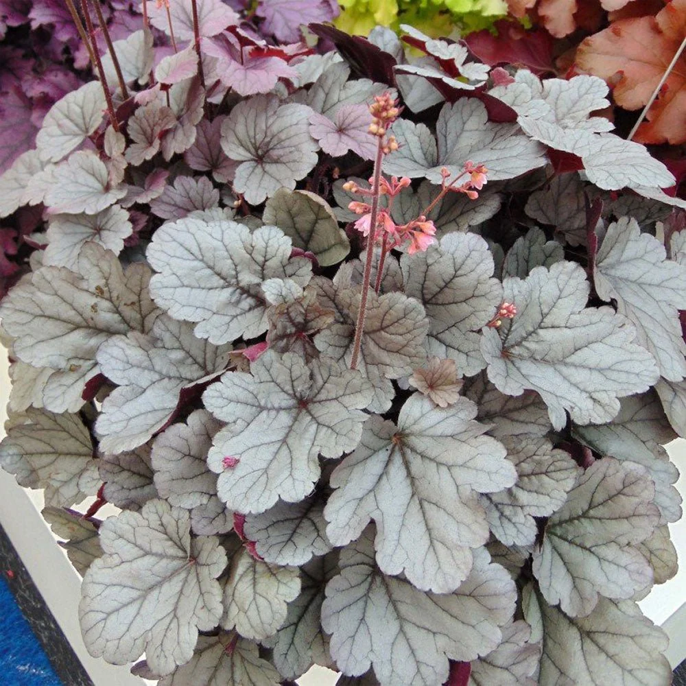 Clopotel purpuriu argintiu- roscat (Heuchera) Silver Gumdrop, acoperitor de sol