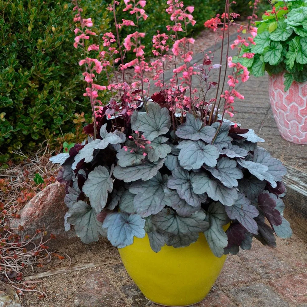 Clopotel purpuriu argintiu- roscat (Heuchera) Silver Gumdrop, acoperitor de sol