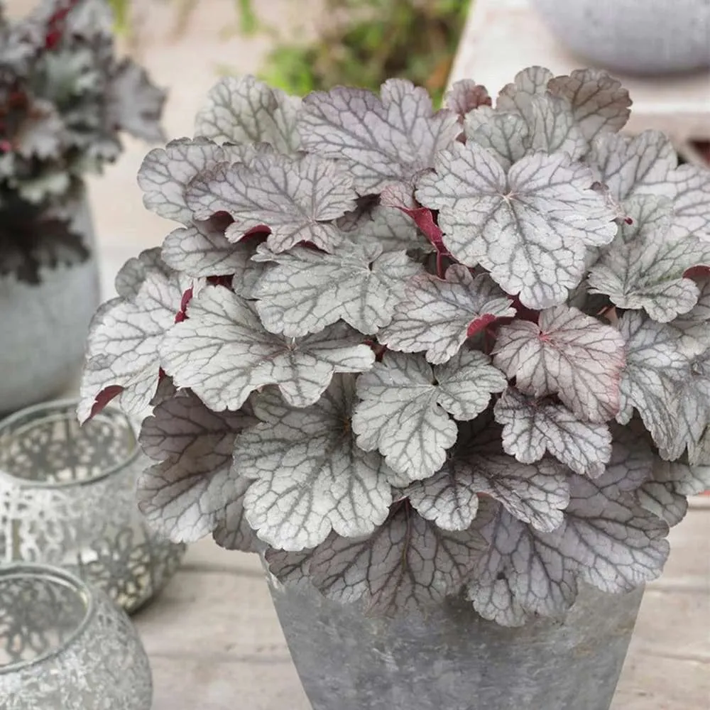 Clopotel purpuriu argintiu- roscat (Heuchera) Silver Gumdrop, acoperitor de sol