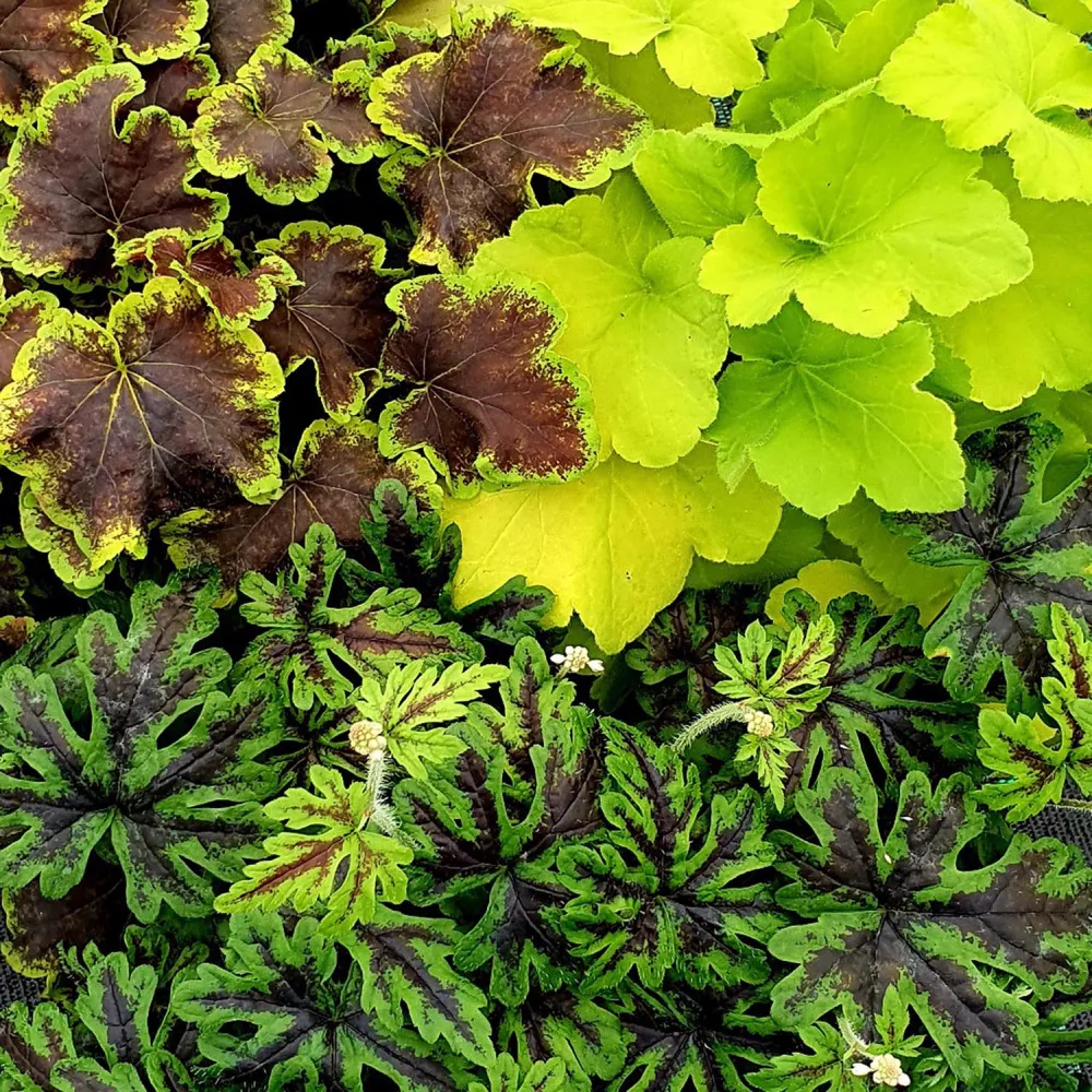 Clopotel purpuriu burgundiu-auriu (Heucherella) Tiarella Solar Eclipse, acoperitor de sol