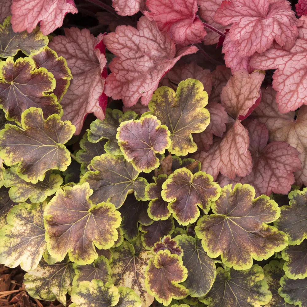 Clopotel purpuriu burgundiu-auriu (Heucherella) Tiarella Solar Eclipse, acoperitor de sol