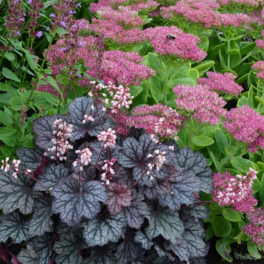Clopotel purpuriu (Heuchera) Frosty Night, acoperitor de sol