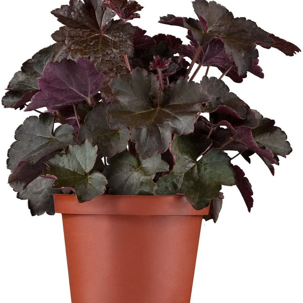 Clopotel purpuriu (Heuchera) Starry Night, acoperitor de sol