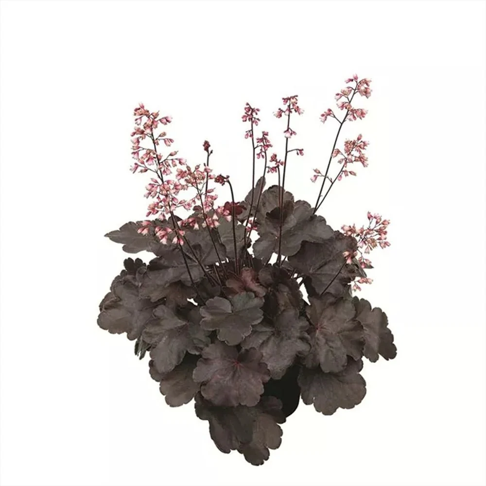 Clopotel purpuriu (Heuchera) Starry Night, acoperitor de sol