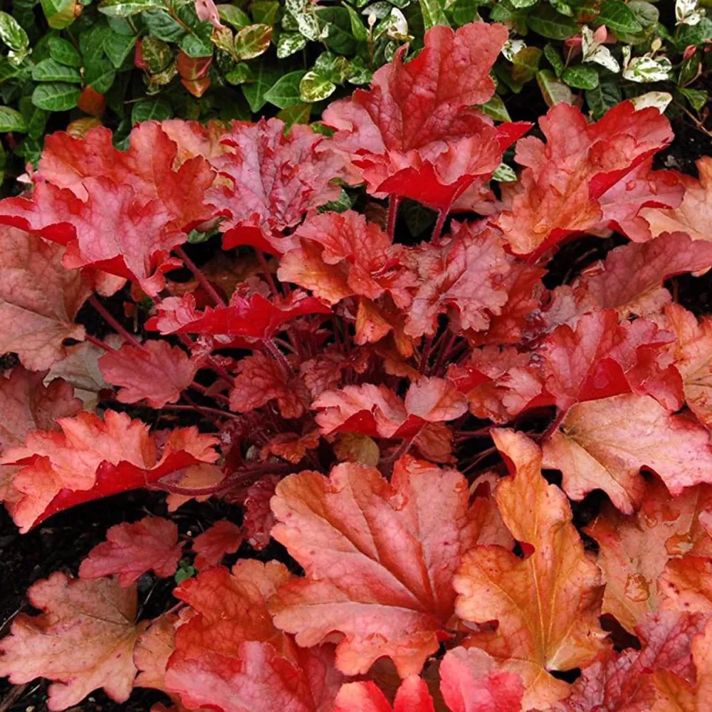 Clopotel purpuriu piersica-bronz (Heuchera) Peach Flambe, acoperitor de sol