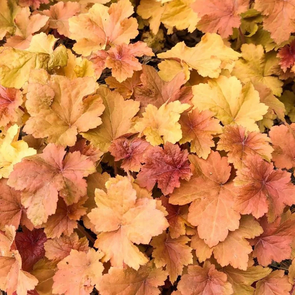 Clopotel purpuriu portocaliu (Heuchera) Timeless Orange, acoperitor de sol