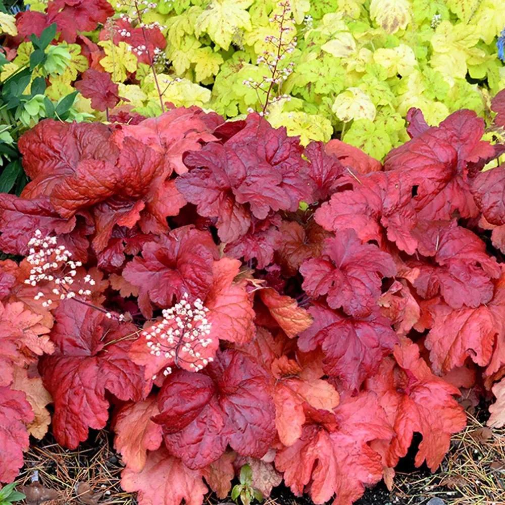 Clopotel purpuriu rosu (Heuchera) Fire Alarm, acoperitor de sol