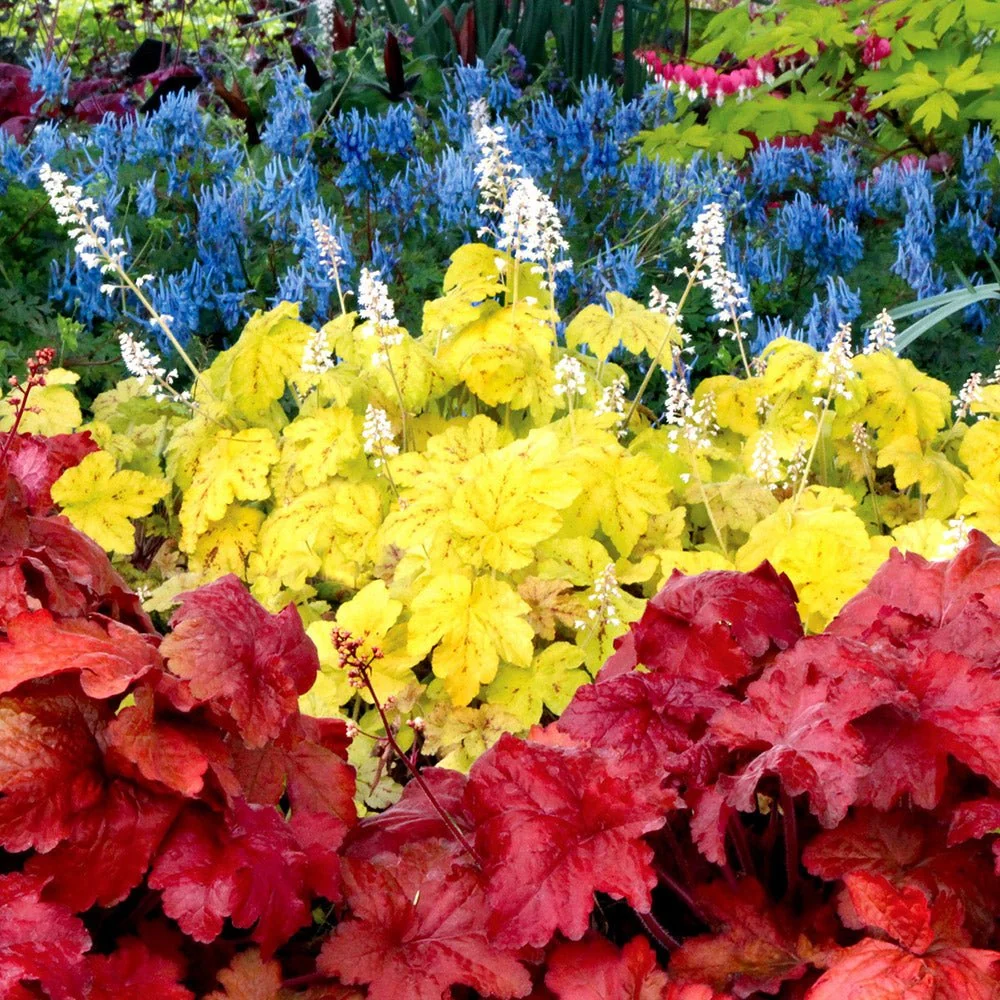 Clopotel purpuriu rosu (Heuchera) Fire Alarm, acoperitor de sol