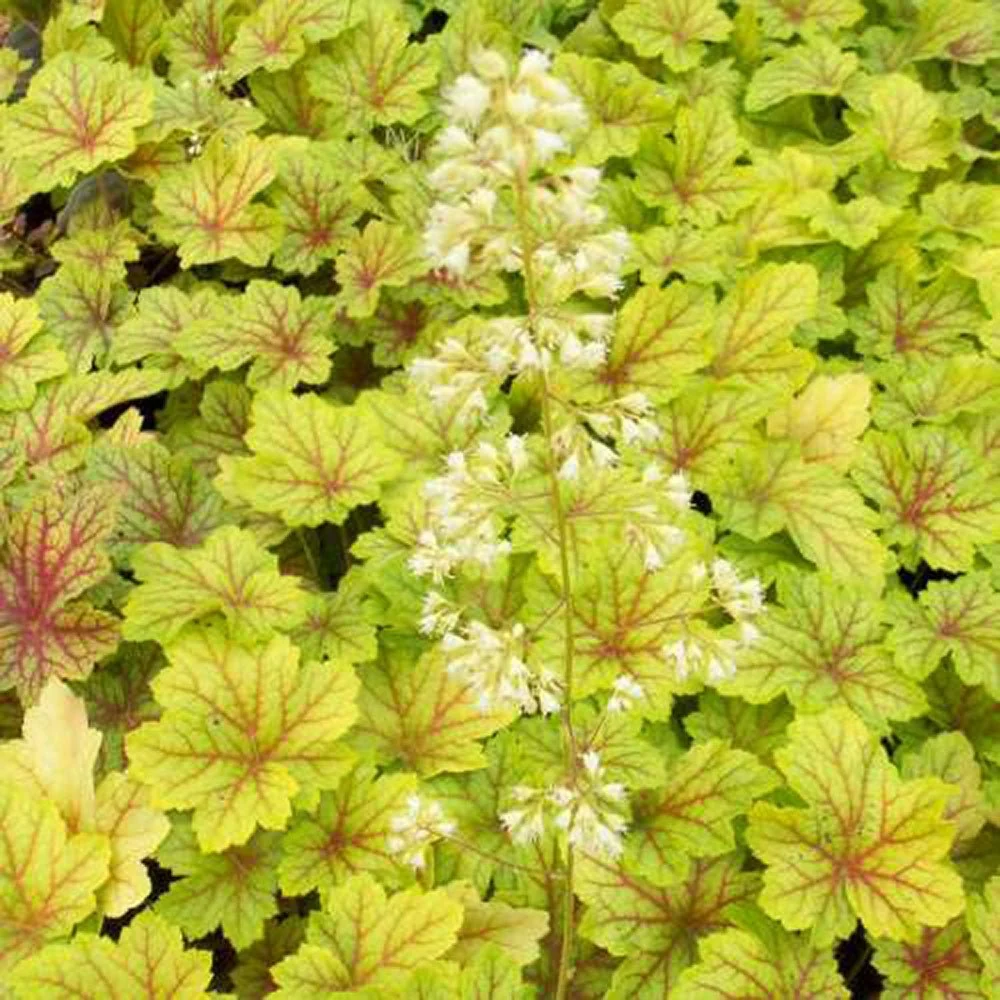 Clopotel purpuriu verde (Heuchera) Electra Lime, acoperitor de sol