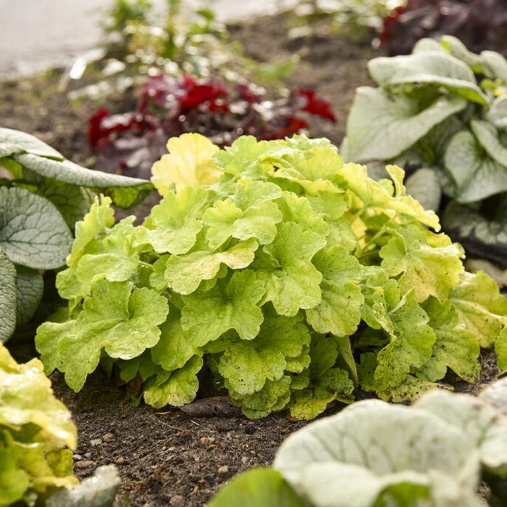 Clopotel purpuriu verde (Heuchera) Electra Lime, acoperitor de sol