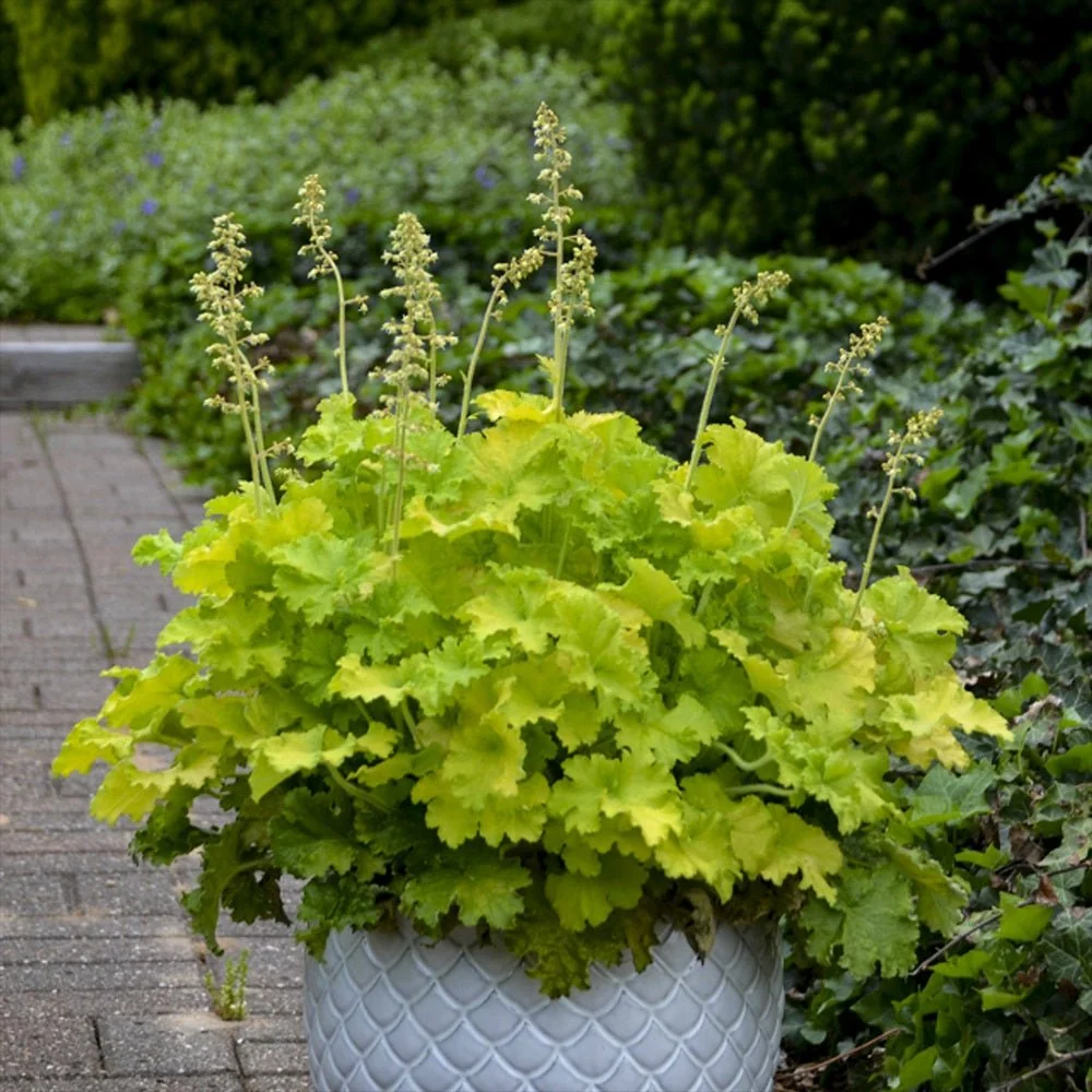 Clopotel purpuriu verde (Heuchera) Electra Lime, acoperitor de sol