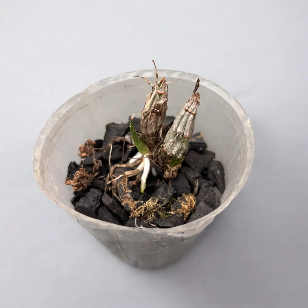 Clowesetum Jumbo Glory 'Jumbo Golden Elf'