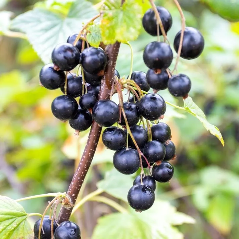 Coacaz negru - Ribes nigrum 'Rosenthals Langtraubige' D19