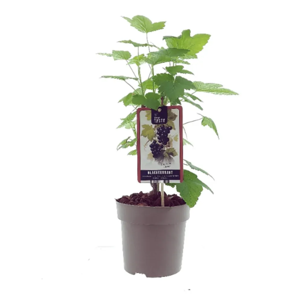 Coacaz negru - Ribes nigrum 'Rosenthals Langtraubige' D19