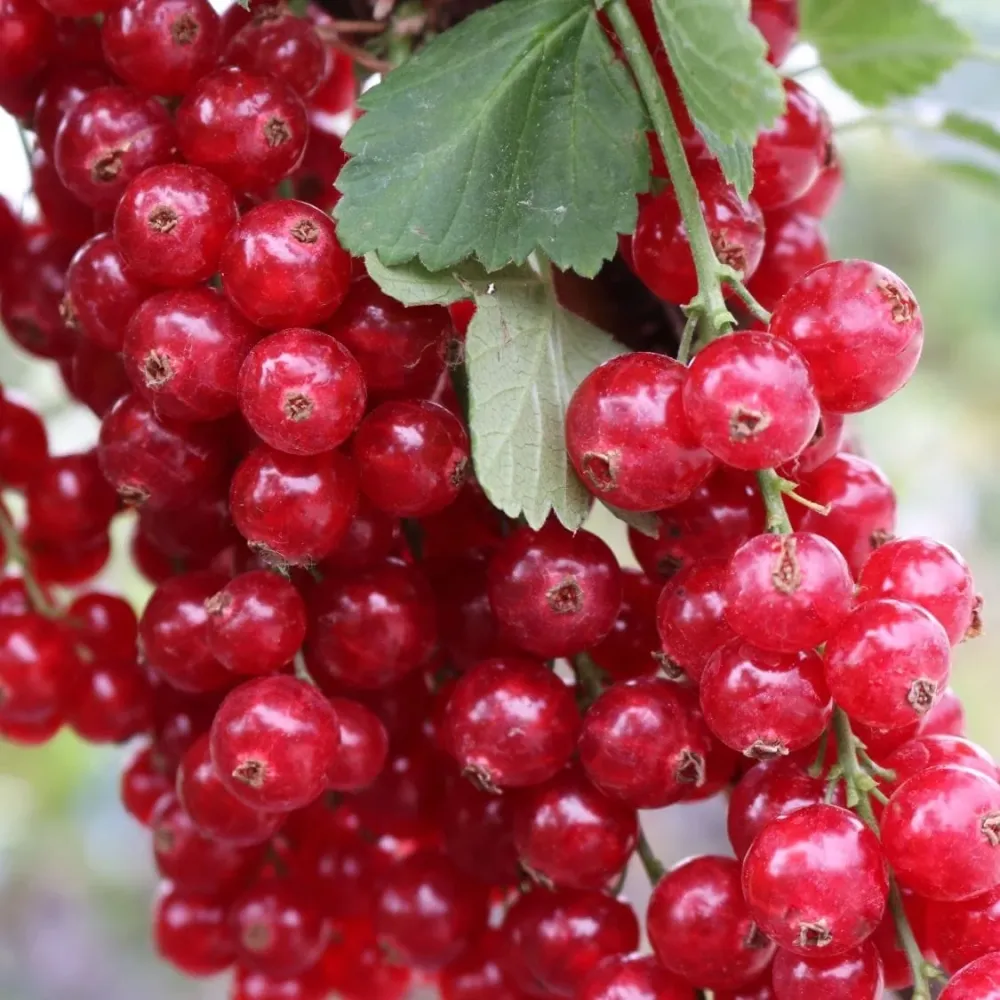Coacaz rosu - Ribes rubrum 'Rolan' D19