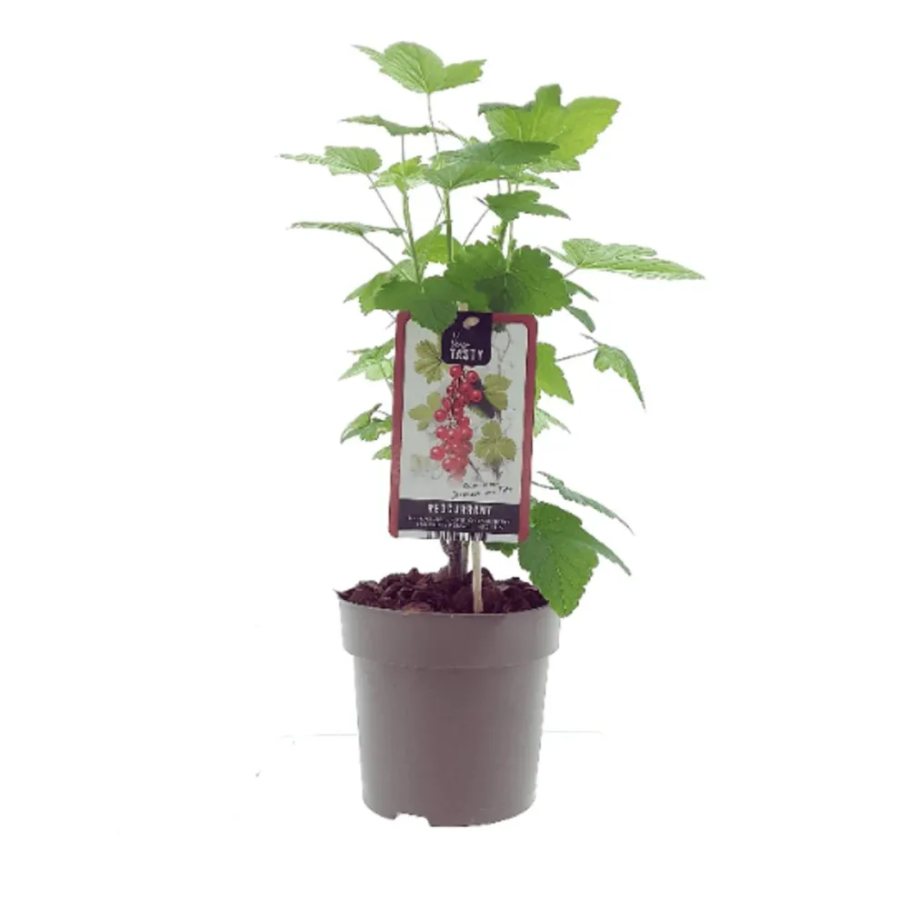 Coacaz rosu - Ribes rubrum 'Rolan' D19