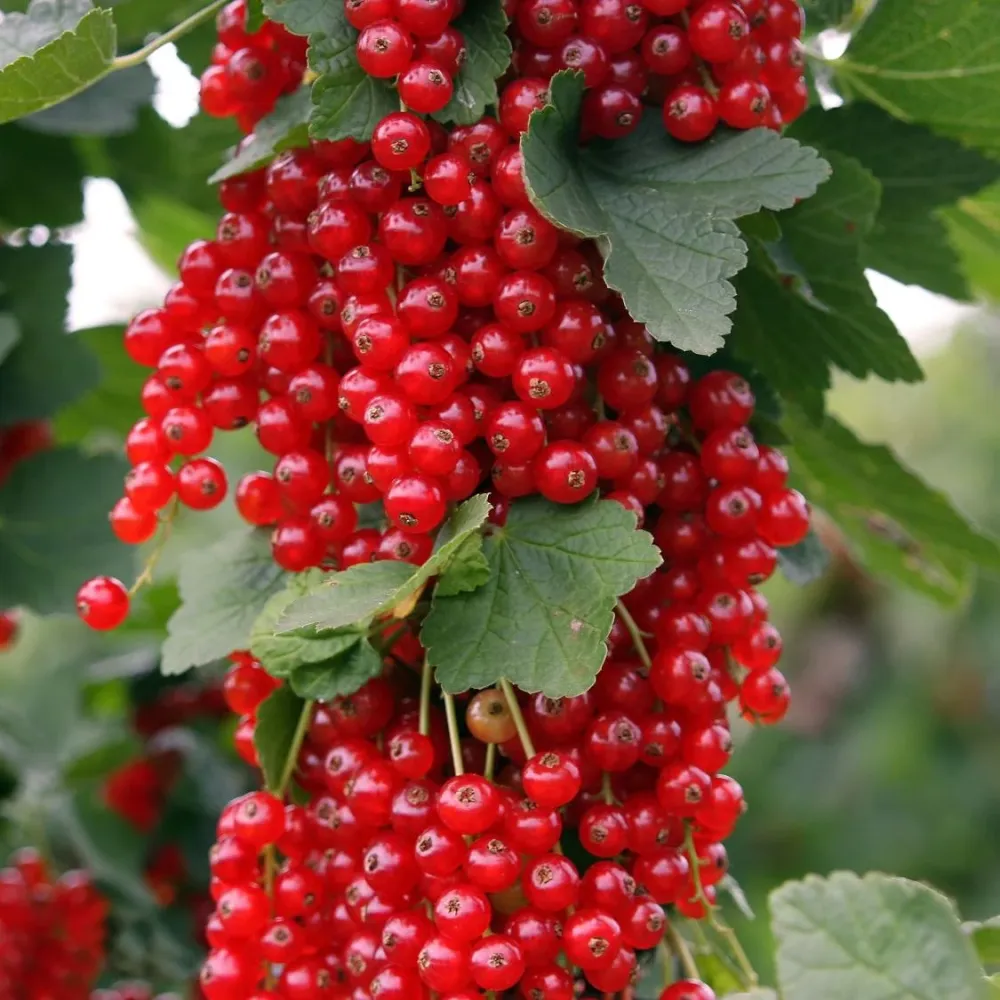 Coacaz rosu - Ribes rubrum 'Rovada'
