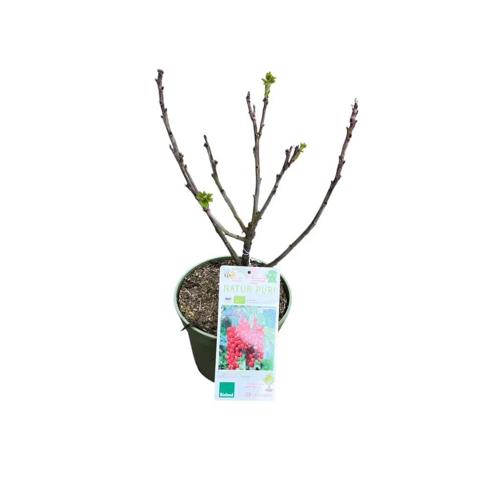 Coacaz rosu - Ribes rubrum 'Rovada'