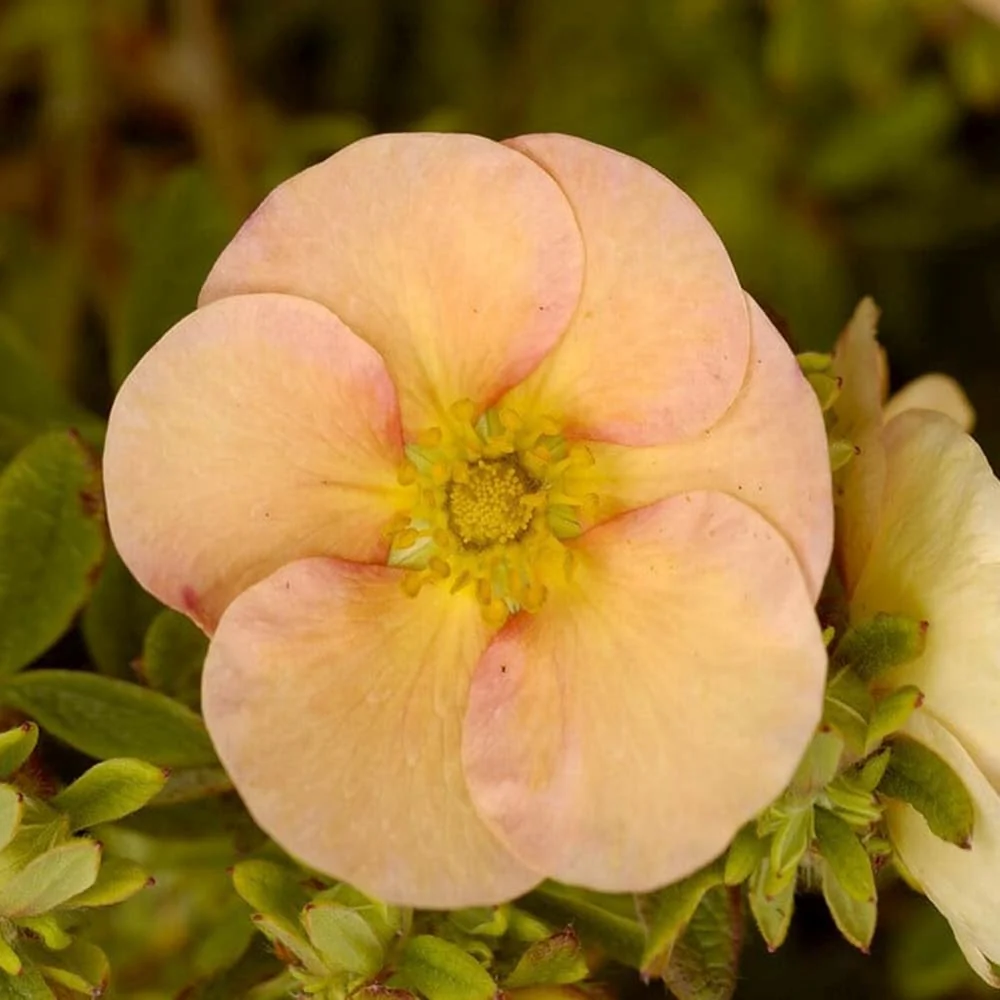 Coada Racului (Potentilla) Daydawn, arbust decorativ cu flori roz-somon, inflorire lunga, forma globulara naturala