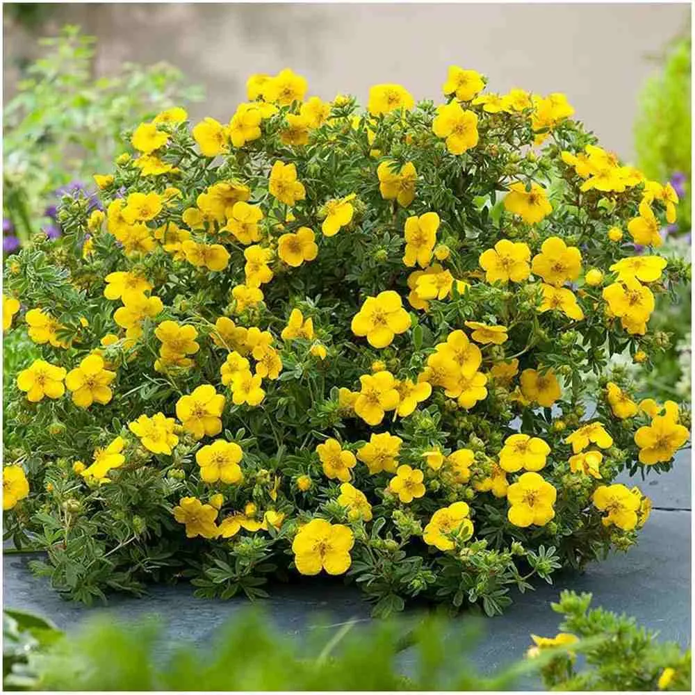 Coada Racului (Potentilla) Goldstar, arbust decorativ cu flori galben, inflorire lunga, forma globulara naturala