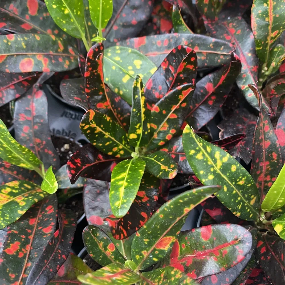 Codiaeum Red Banana * babyplant