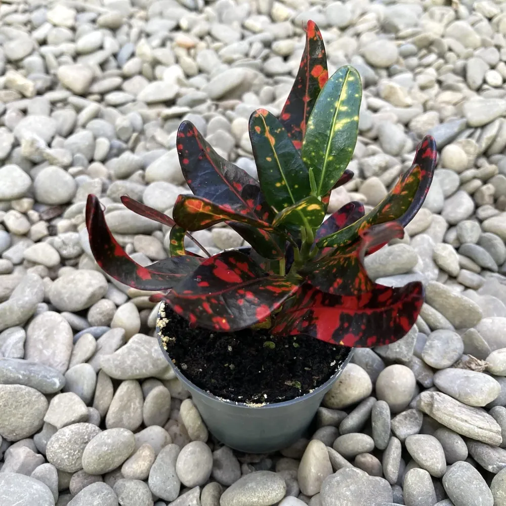 Codiaeum Red Banana * babyplant