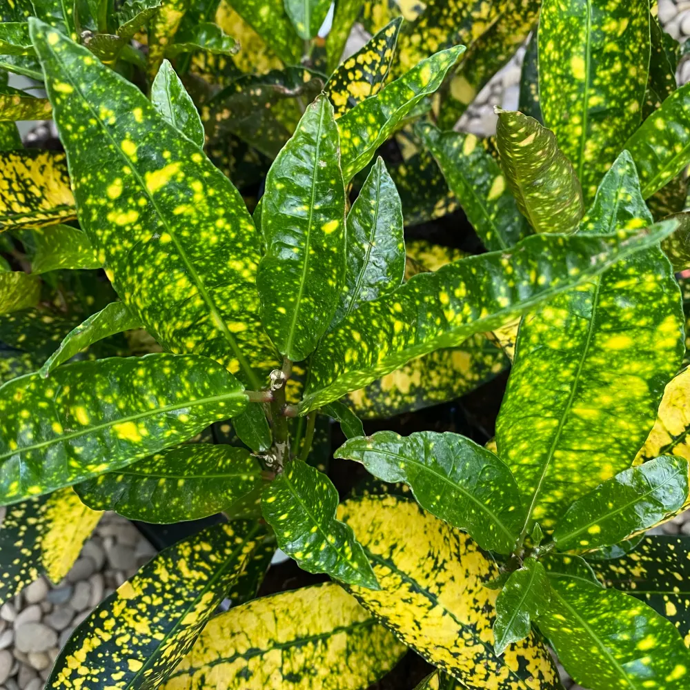Codiaeum Variegatum (Croton Gold King)
