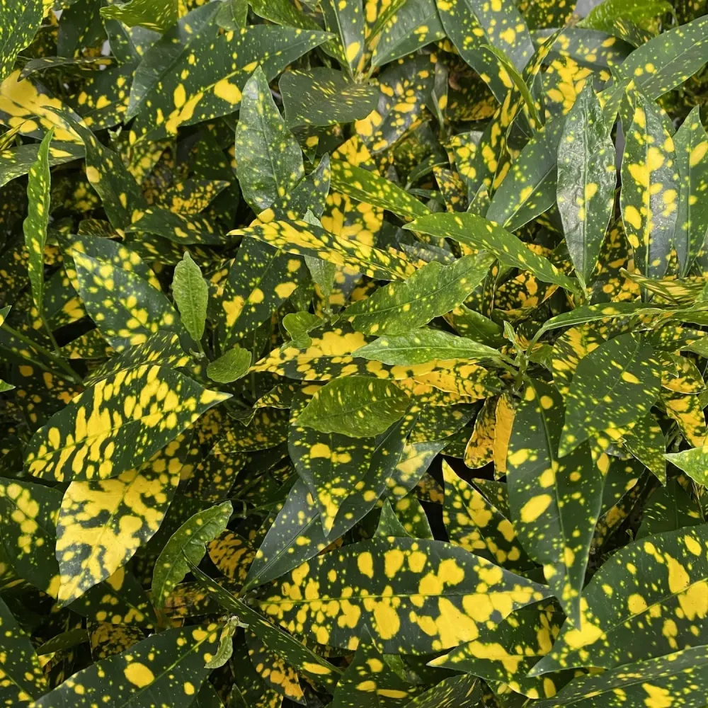 Codiaeum Variegatum Gold Dust (babyplant)
