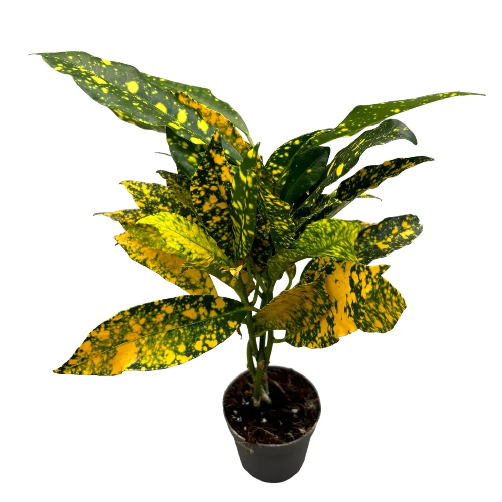 Codiaeum Variegatum Gold Dust (babyplant)