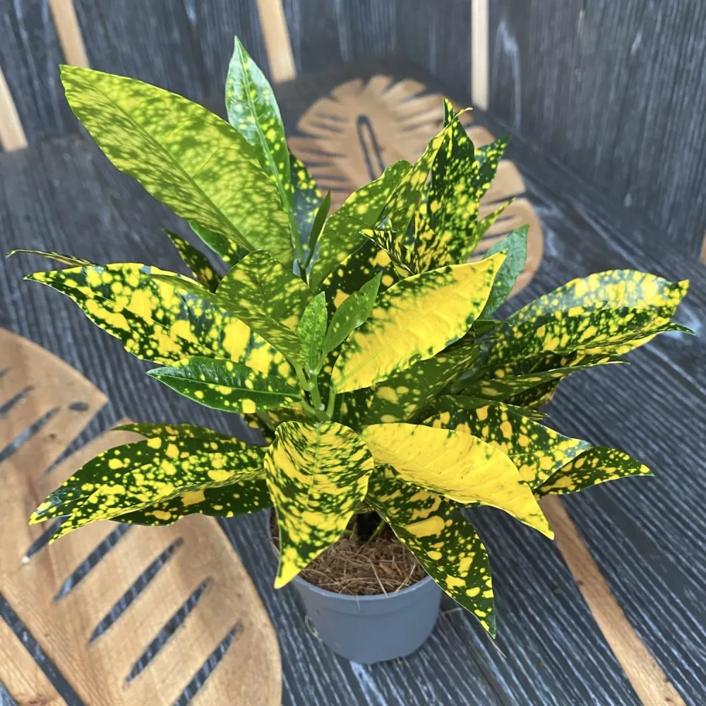 Codiaeum Variegatum Gold Dust (babyplant)
