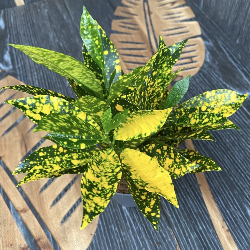 Codiaeum Variegatum Gold Dust (babyplant)