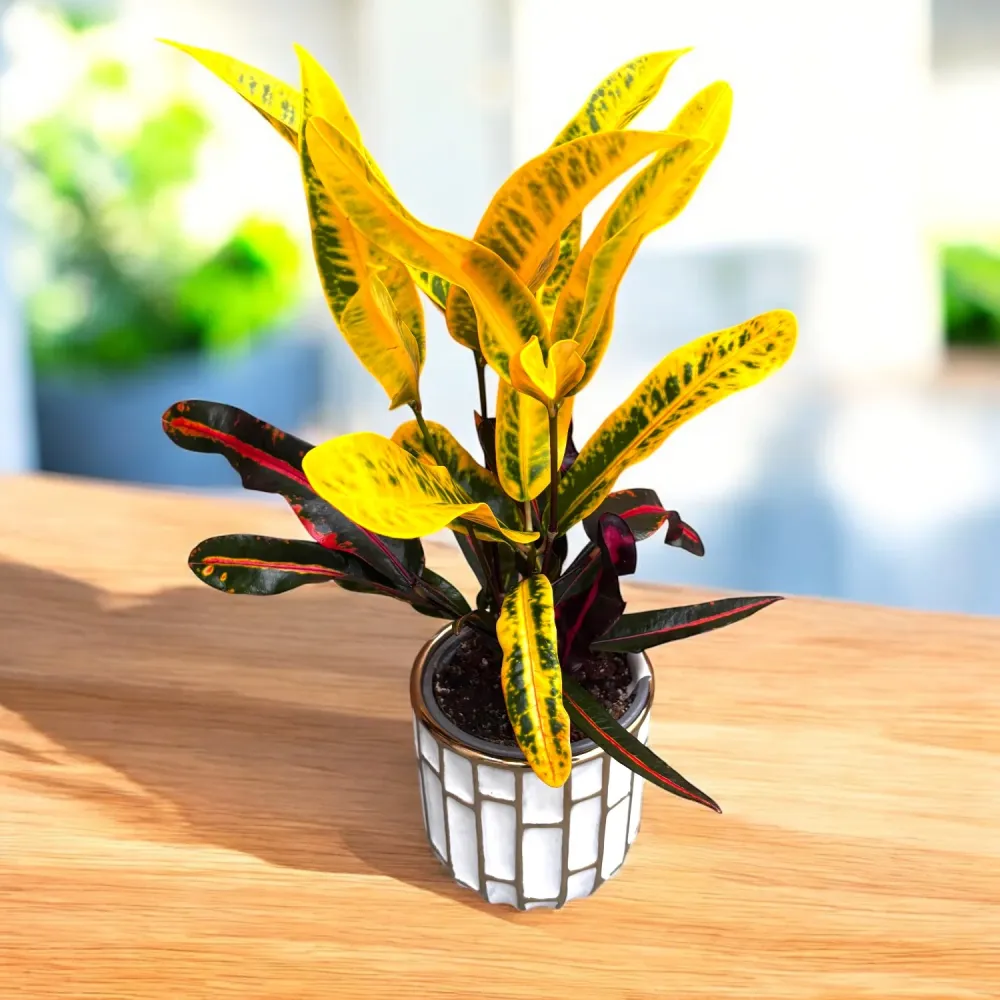 Codiaeum variegatum ‘Mammi’