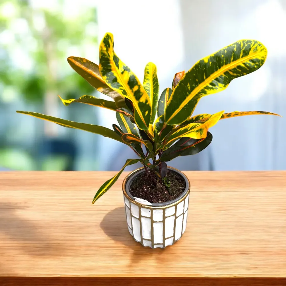 Codiaeum variegatum ‘Mammi’