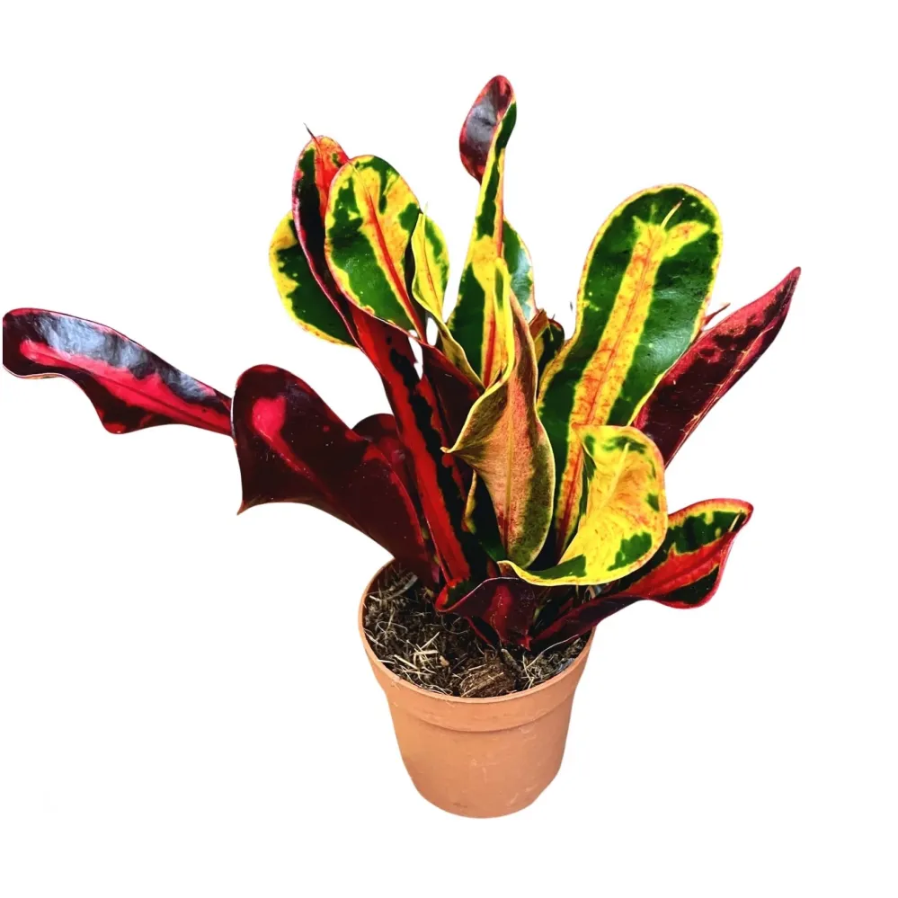 Codiaeum variegatum ‘Mammi’ D7
