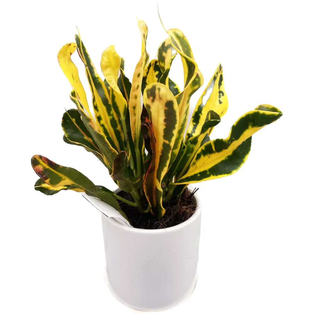 Codiaeum variegatum ‘Mammi’ D7