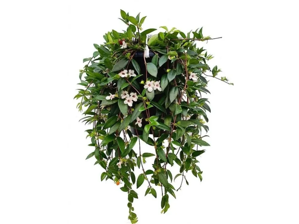 Codonanthe Crassifolia - exemplare XL