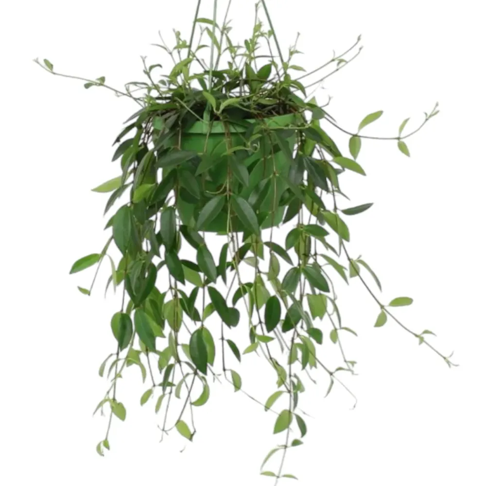 Codonanthe Crassifolia - exemplare XL